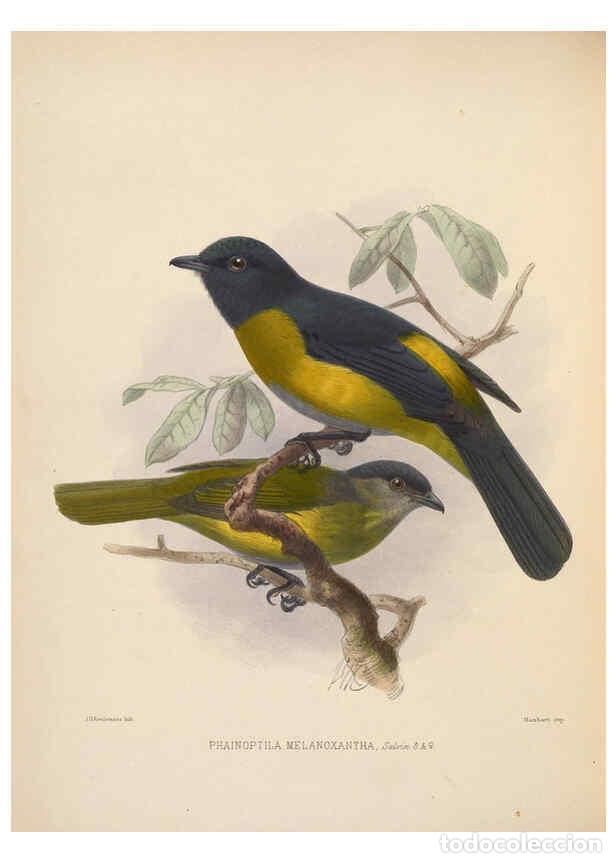 Collection Magazines and Newspapers: Reproducci&oacute;n/Reproduction 5981490221: Ornithological miscellany V.2 London :Tr&uuml;bner and Co., Bernard