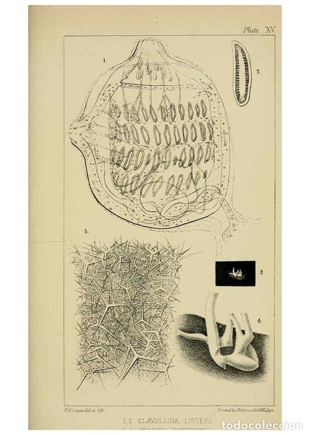 Collection Magazines and Newspapers: Reproducci&oacute;n/Reproduction 5980717721: A naturalist's rambles on the Devonshire coast London :John Va