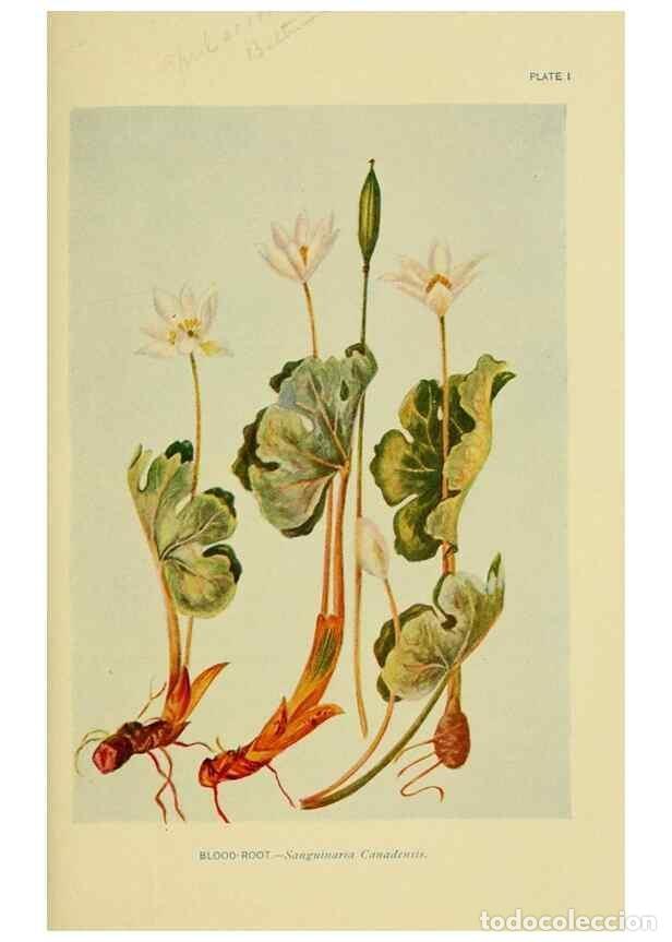 Collection Magazines and Newspapers: Reproducci&oacute;n/Reproduction 7248302474: How to know the wild flowers :. New York :Scribner's,1893. - P