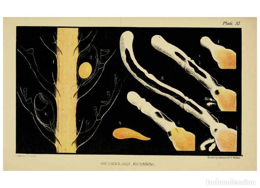 Collezionismo di Riviste e Giornali: Reproducci&oacute;n/Reproduction 5980718517: A naturalist's rambles on the Devonshire coast London :John Va