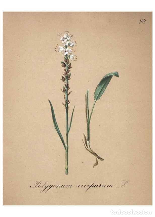 Collezionismo di Riviste e Giornali: Reproducci&oacute;n/Reproduction 7216045178: Die Alpenpflanzen nach der Natur gemalt /. Prag :F. Tempsky,18