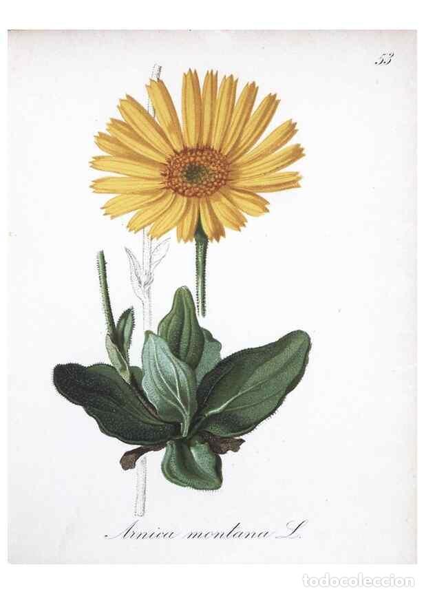 Collezionismo di Riviste e Giornali: Reproducci&oacute;n/Reproduction 7215991040: Die Alpenpflanzen nach der Natur gemalt /. Prag :F. Tempsky,18