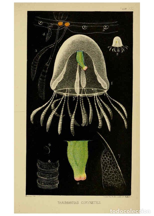 Collezionismo di Riviste e Giornali: Reproducci&oacute;n/Reproduction 5980719667: A naturalist's rambles on the Devonshire coast London :John Va