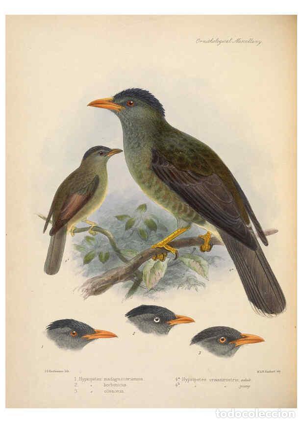 Collezionismo di Riviste e Giornali: Reproducci&oacute;n/Reproduction 5982051726: Ornithological miscellany V.2 London :Tr&uuml;bner and Co., Bernard