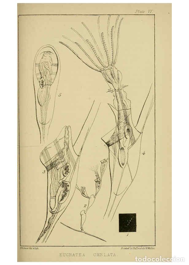 Collezionismo di Riviste e Giornali: Reproducci&oacute;n/Reproduction 5980713469: A naturalist's rambles on the Devonshire coast London :John Va