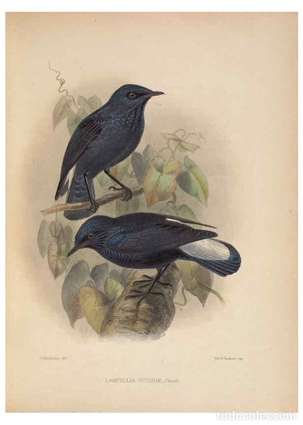 Collezionismo di Riviste e Giornali: Reproducci&oacute;n/Reproduction 5982038706: Ornithological miscellany V.2 London :Tr&uuml;bner and Co., Bernard