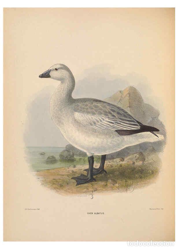 Collezionismo di Riviste e Giornali: Reproducci&oacute;n/Reproduction 5981494021: Ornithological miscellany V.2 London :Tr&uuml;bner and Co., Bernard