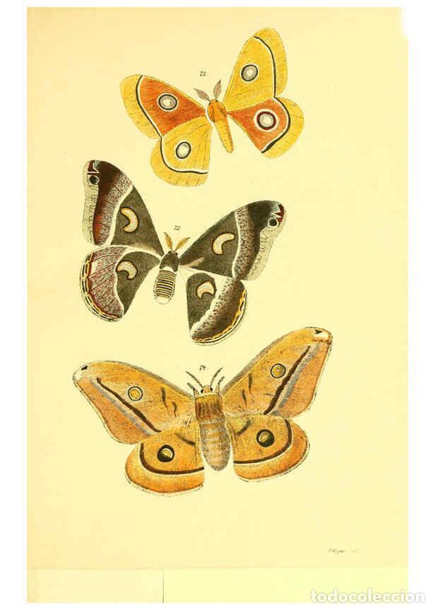 Collezionismo di Riviste e Giornali: Reproducci&oacute;n/Reproduction 5981252008: Beitr&auml;ge zur Schmetterlingskunde Elberfeld :[s.n.],1872 - J. P