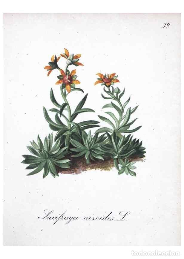 Collezionismo di Riviste e Giornali: Reproducci&oacute;n/Reproduction 7215972976: Die Alpenpflanzen nach der Natur gemalt /. Prag :F. Tempsky,18