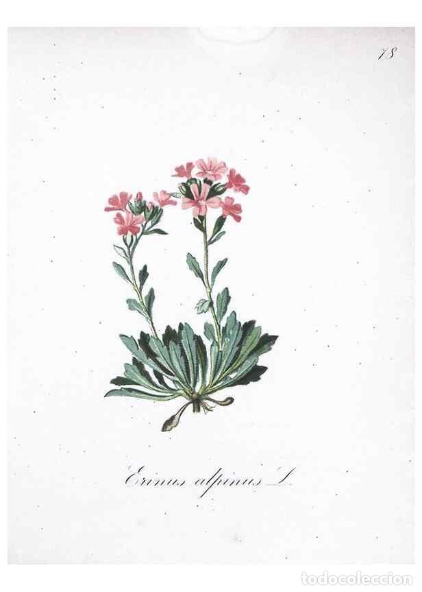 Collezionismo di Riviste e Giornali: Reproducci&oacute;n/Reproduction 7216024986: Die Alpenpflanzen nach der Natur gemalt /. Prag :F. Tempsky,18