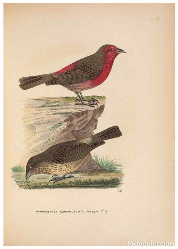 Collezionismo di Riviste e Giornali: Reproducci&oacute;n/Reproduction 5981481953: Ornithological miscellany V.2 London :Tr&uuml;bner and Co., Bernard