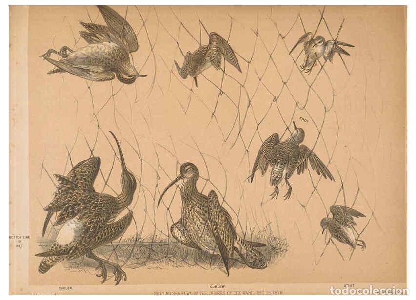 Collezionismo di Riviste e Giornali: Reproducci&oacute;n/Reproduction 5981486089: Ornithological miscellany V.2 London :Tr&uuml;bner and Co., Bernard