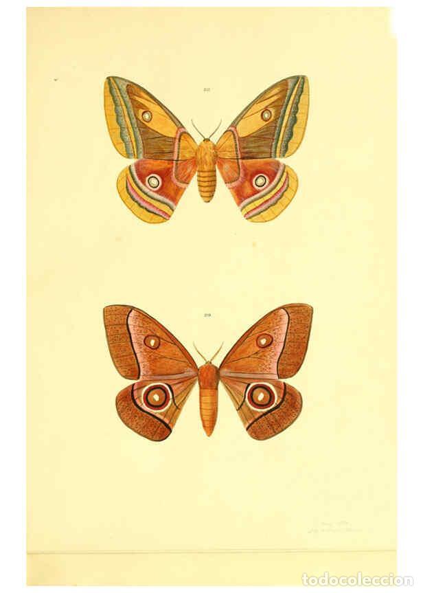 Collezionismo di Riviste e Giornali: Reproducci&oacute;n/Reproduction 5980694359: Beitr&auml;ge zur Schmetterlingskunde Elberfeld :[s.n.],1872 - J. P