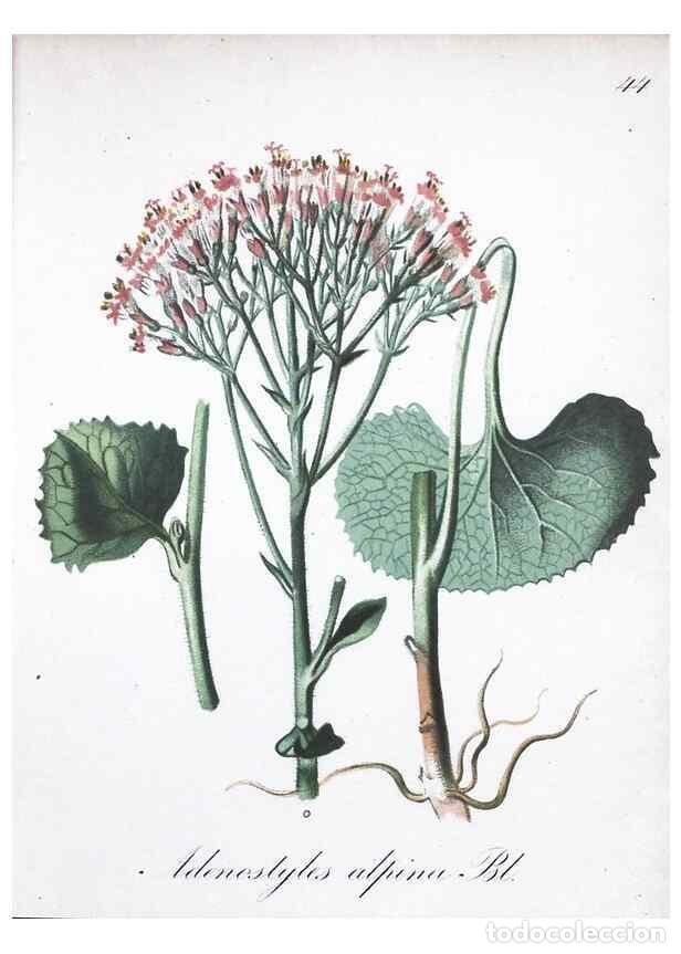 Collezionismo di Riviste e Giornali: Reproducci&oacute;n/Reproduction 7215980022: Die Alpenpflanzen nach der Natur gemalt /. Prag :F. Tempsky,18
