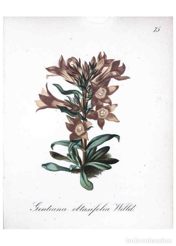 Collezionismo di Riviste e Giornali: Reproducci&oacute;n/Reproduction 7216020170: Die Alpenpflanzen nach der Natur gemalt /. Prag :F. Tempsky,18