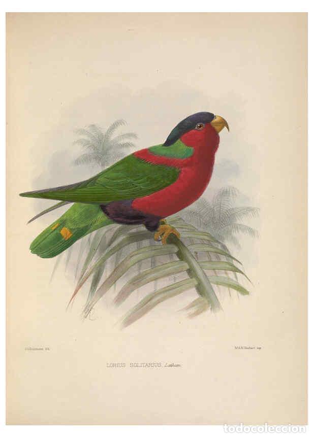 Collezionismo di Riviste e Giornali: Reproducci&oacute;n/Reproduction 5981479349: Ornithological miscellany V.2 London :Tr&uuml;bner and Co., Bernard