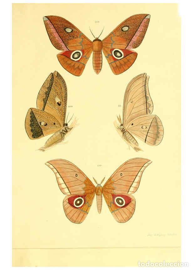 Collezionismo di Riviste e Giornali: Reproducci&oacute;n/Reproduction 5980695201: Beitr&auml;ge zur Schmetterlingskunde Elberfeld :[s.n.],1872 - J. P