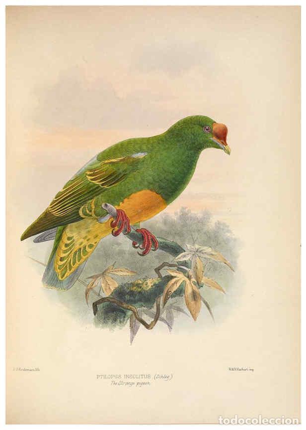 Collezionismo di Riviste e Giornali: Reproducci&oacute;n/Reproduction 5982043536: Ornithological miscellany V.2 London :Tr&uuml;bner and Co., Bernard