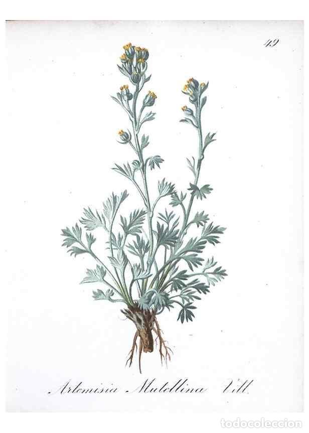 Collezionismo di Riviste e Giornali: Reproducci&oacute;n/Reproduction 7215986236: Die Alpenpflanzen nach der Natur gemalt /. Prag :F. Tempsky,18