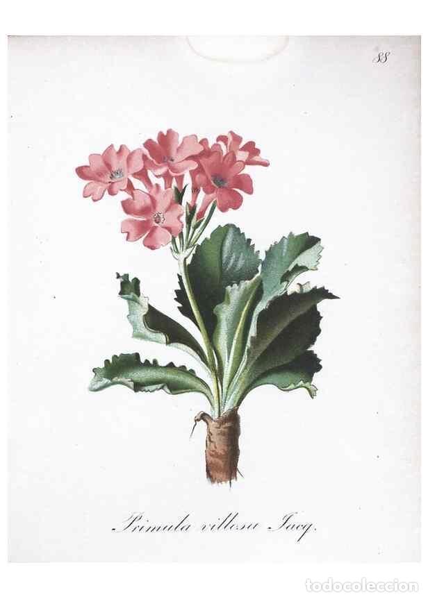 Collezionismo di Riviste e Giornali: Reproducci&oacute;n/Reproduction 7216036968: Die Alpenpflanzen nach der Natur gemalt /. Prag :F. Tempsky,18