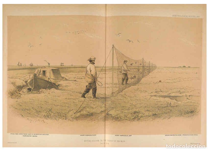 Collezionismo di Riviste e Giornali: Reproducci&oacute;n/Reproduction 5982045238: Ornithological miscellany V.2 London :Tr&uuml;bner and Co., Bernard