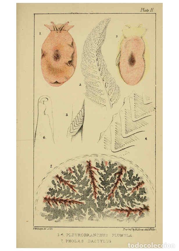 Collezionismo di Riviste e Giornali: Reproducci&oacute;n/Reproduction 5981271106: A naturalist's rambles on the Devonshire coast London :John Va