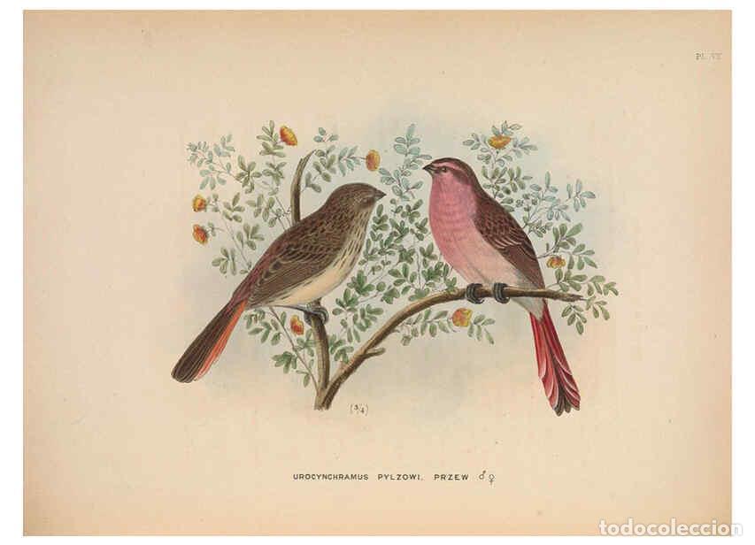 Collezionismo di Riviste e Giornali: Reproducci&oacute;n/Reproduction 5981482519: Ornithological miscellany V.2 London :Tr&uuml;bner and Co., Bernard