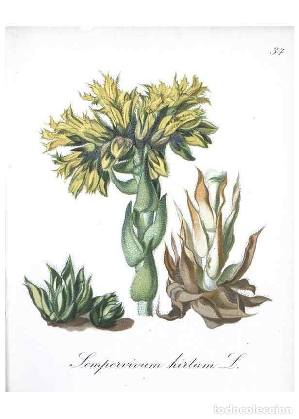 Collezionismo di Riviste e Giornali: Reproducci&oacute;n/Reproduction 7215966618: Die Alpenpflanzen nach der Natur gemalt /. Prag :F. Tempsky,18