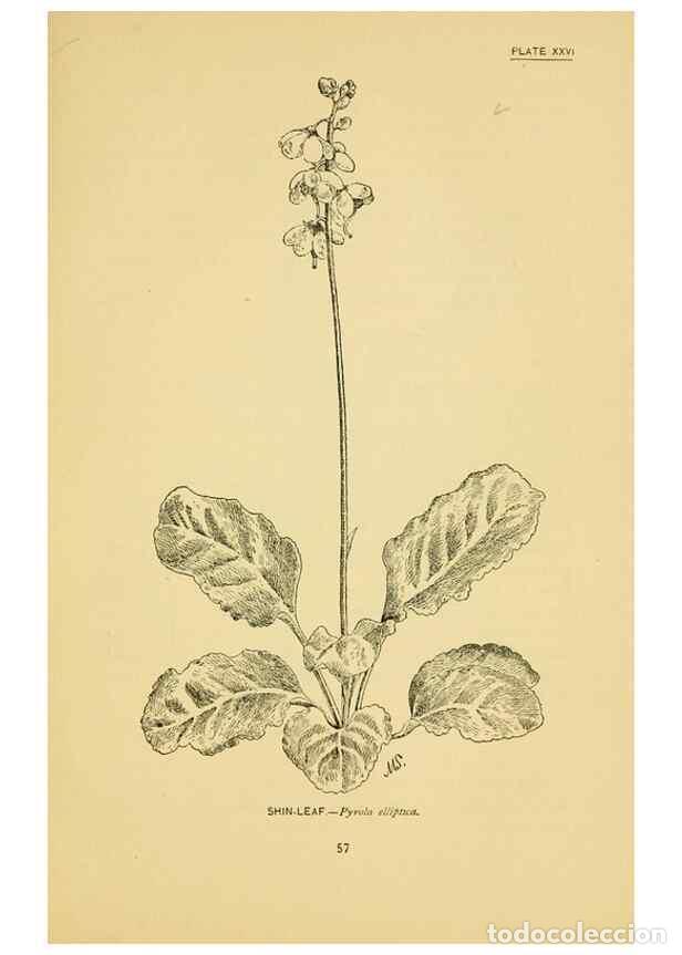 Collezionismo di Riviste e Giornali: Reproducci&oacute;n/Reproduction 7248317136: How to know the wild flowers :. New York :Scribner's,1893. - P