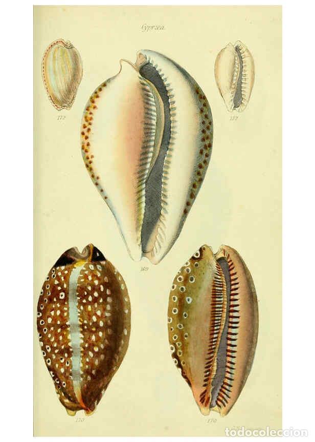 Collezionismo di Riviste e Giornali: Reproducci&oacute;n/Reproduction 5978537892: The conchological illustrations or, Coloured figures of all th