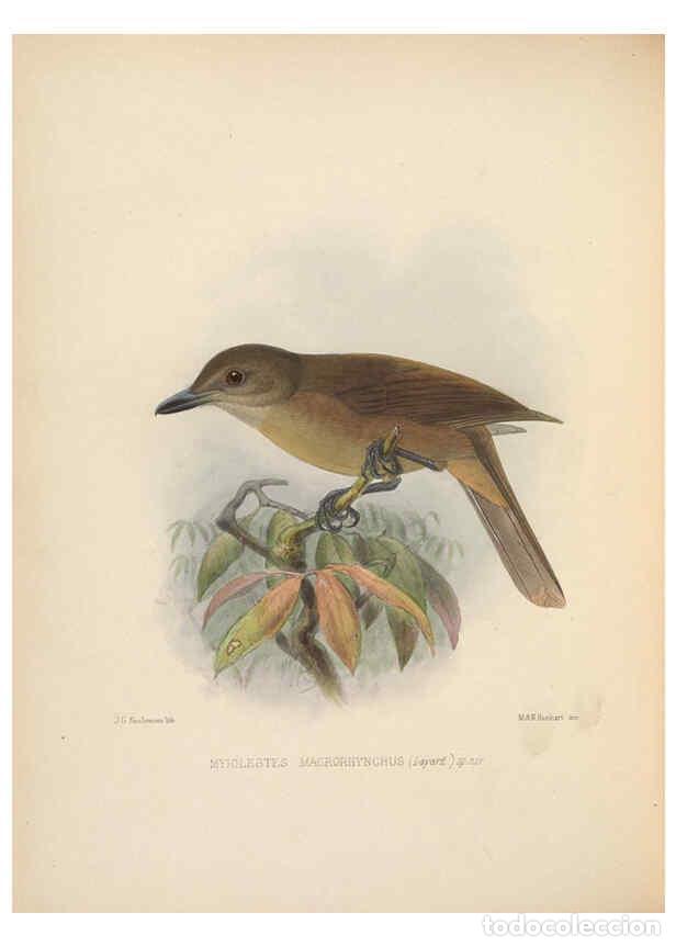 Collezionismo di Riviste e Giornali: Reproducci&oacute;n/Reproduction 5981487025: Ornithological miscellany V.2 London :Tr&uuml;bner and Co., Bernard