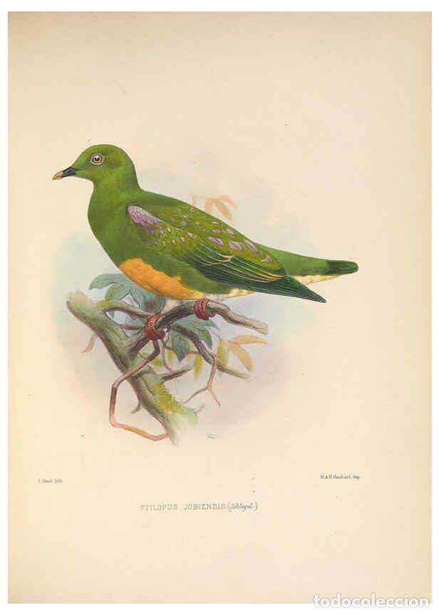 Collezionismo di Riviste e Giornali: Reproducci&oacute;n/Reproduction 5982043776: Ornithological miscellany V.2 London :Tr&uuml;bner and Co., Bernard