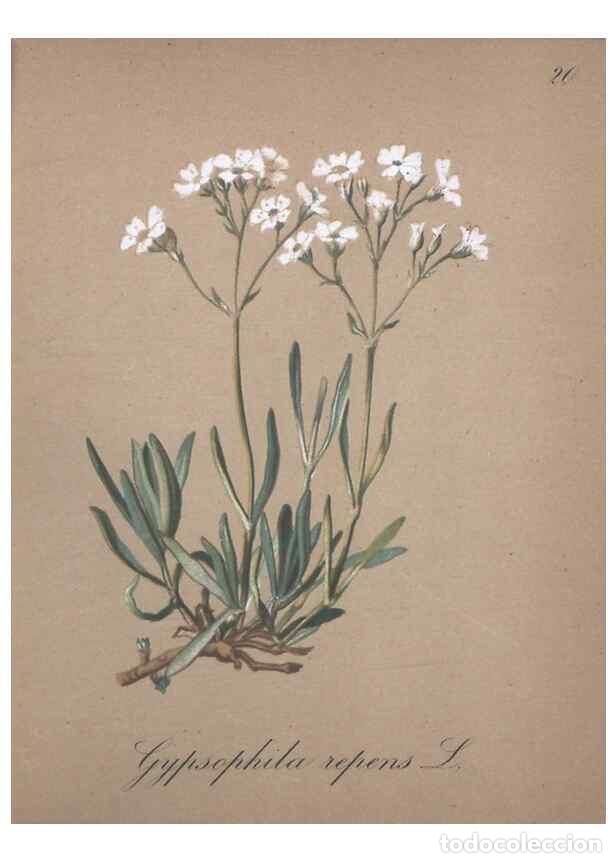 Collezionismo di Riviste e Giornali: Reproducci&oacute;n/Reproduction 7215947712: Die Alpenpflanzen nach der Natur gemalt /. Prag :F. Tempsky,18