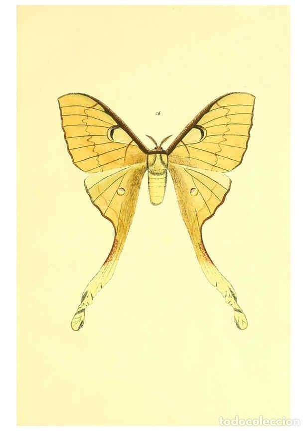 Colecionismo de Revistas e Jornais: Reproducci&oacute;n/Reproduction 5980690909: Beitr&auml;ge zur Schmetterlingskunde Elberfeld :[s.n.],1872 - J. P