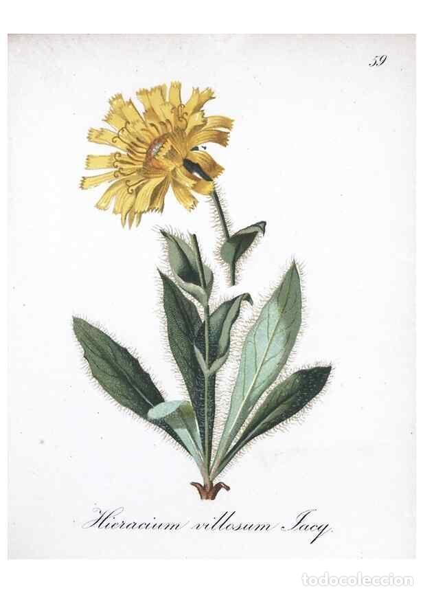 Colecionismo de Revistas e Jornais: Reproducci&oacute;n/Reproduction 7215998868: Die Alpenpflanzen nach der Natur gemalt /. Prag :F. Tempsky,18