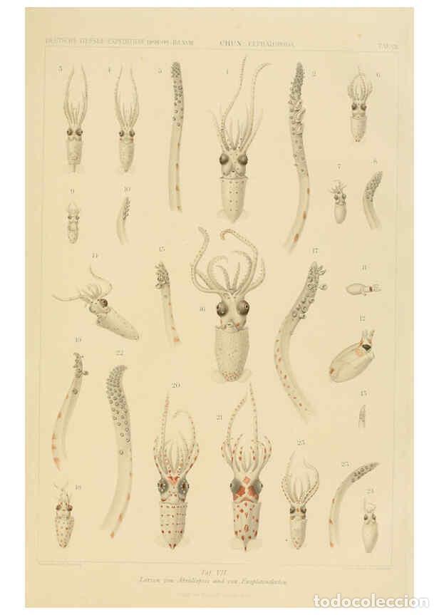 Colecionismo de Revistas e Jornais: Reproducci&oacute;n/Reproduction 6286435048: Die Cephalopoden. Bd. 18, T.1 (Atlas) [Jena],G. Fischer,1910-1