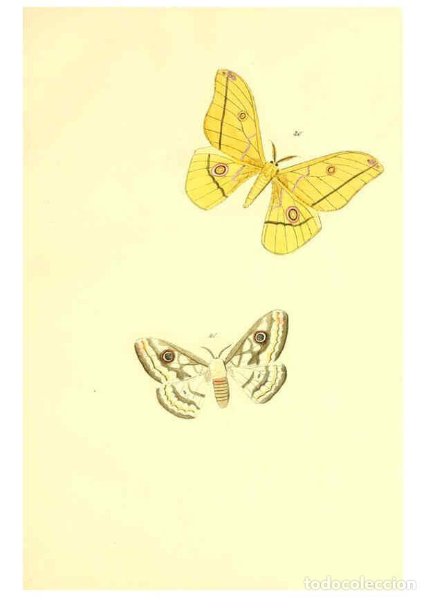 Colecionismo de Revistas e Jornais: Reproducci&oacute;n/Reproduction 5981248776: Beitr&auml;ge zur Schmetterlingskunde Elberfeld :[s.n.],1872 - J. P