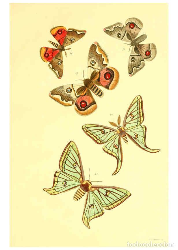 Colecionismo de Revistas e Jornais: Reproducci&oacute;n/Reproduction 5980691635: Beitr&auml;ge zur Schmetterlingskunde Elberfeld :[s.n.],1872 - J. P