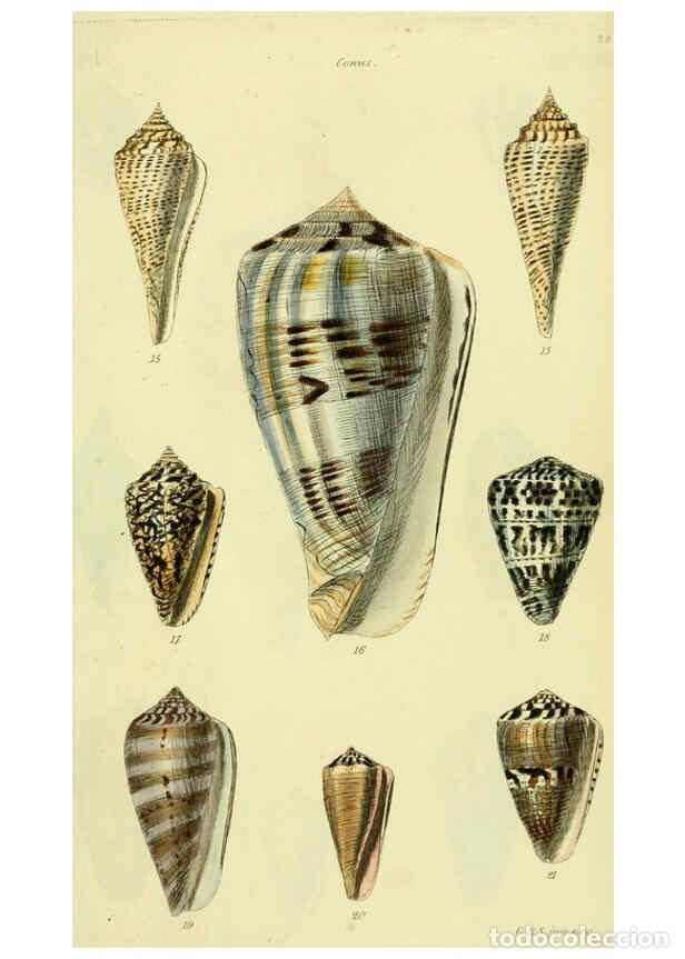 Colecionismo de Revistas e Jornais: Reproducci&oacute;n/Reproduction 5977981785: The conchological illustrations or, Coloured figures of all th
