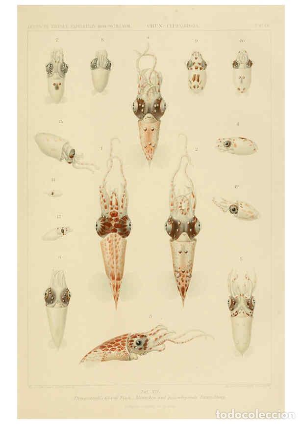 Colecionismo de Revistas e Jornais: Reproducci&oacute;n/Reproduction 6286436334: Die Cephalopoden. Bd. 18, T.1 (Atlas) [Jena],G. Fischer,1910-1