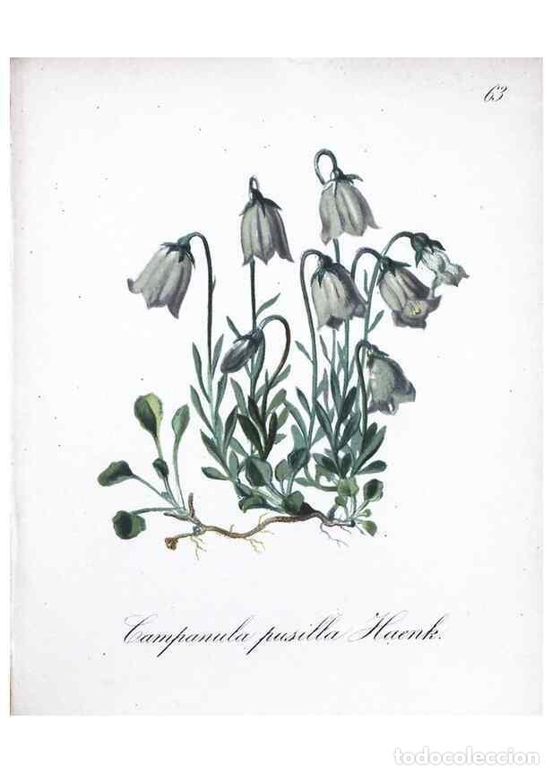 Colecionismo de Revistas e Jornais: Reproducci&oacute;n/Reproduction 7216004038: Die Alpenpflanzen nach der Natur gemalt /. Prag :F. Tempsky,18