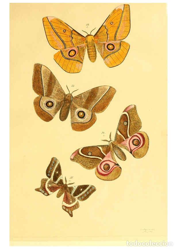 Colecionismo de Revistas e Jornais: Reproducci&oacute;n/Reproduction 5981250714: Beitr&auml;ge zur Schmetterlingskunde Elberfeld :[s.n.],1872 - J. P
