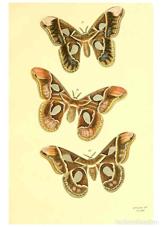 Colecionismo de Revistas e Jornais: Reproducci&oacute;n/Reproduction 5981249532: Beitr&auml;ge zur Schmetterlingskunde Elberfeld :[s.n.],1872 - J. P