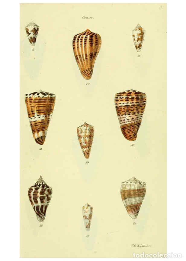 Colecionismo de Revistas e Jornais: Reproducci&oacute;n/Reproduction 5977985287: The conchological illustrations or, Coloured figures of all th