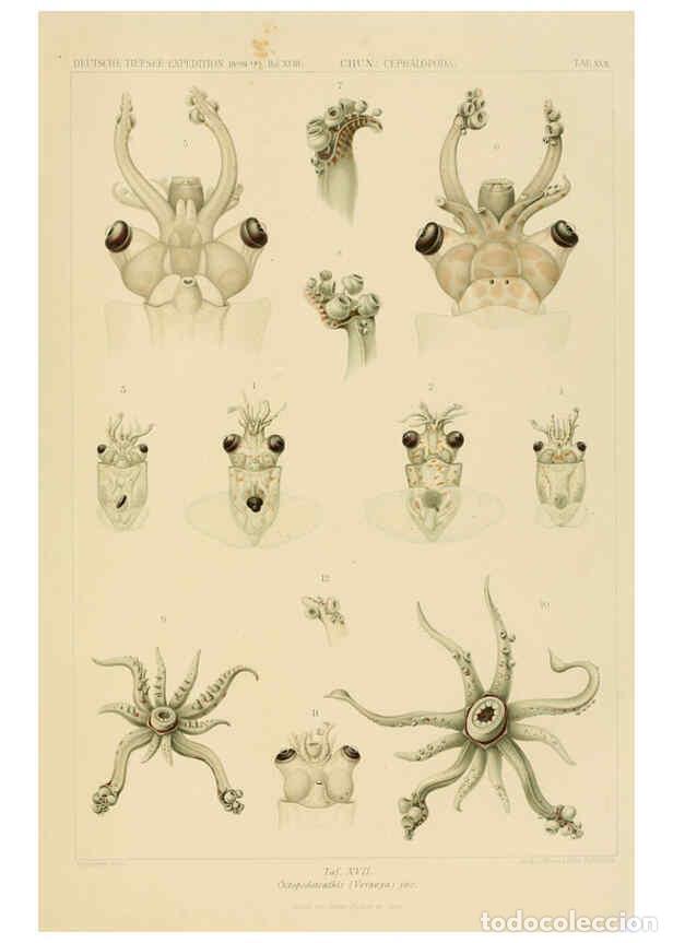 Colecionismo de Revistas e Jornais: Reproducci&oacute;n/Reproduction 6286437288: Die Cephalopoden. Bd. 18, T.1 (Atlas) [Jena],G. Fischer,1910-1