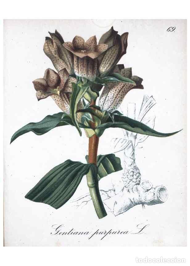 Colecionismo de Revistas e Jornais: Reproducci&oacute;n/Reproduction 7216013172: Die Alpenpflanzen nach der Natur gemalt /. Prag :F. Tempsky,18