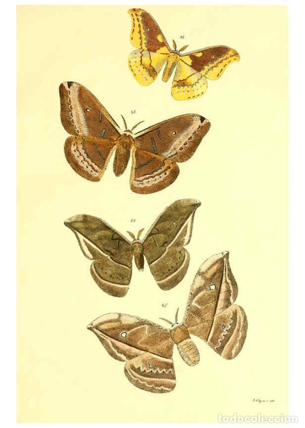Colecionismo de Revistas e Jornais: Reproducci&oacute;n/Reproduction 5980691755: Beitr&auml;ge zur Schmetterlingskunde Elberfeld :[s.n.],1872 - J. P