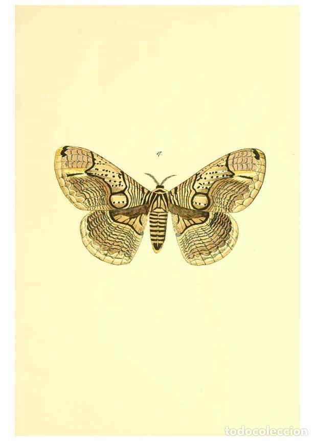 Colecionismo de Revistas e Jornais: Reproducci&oacute;n/Reproduction 5981248508: Beitr&auml;ge zur Schmetterlingskunde Elberfeld :[s.n.],1872 - J. P
