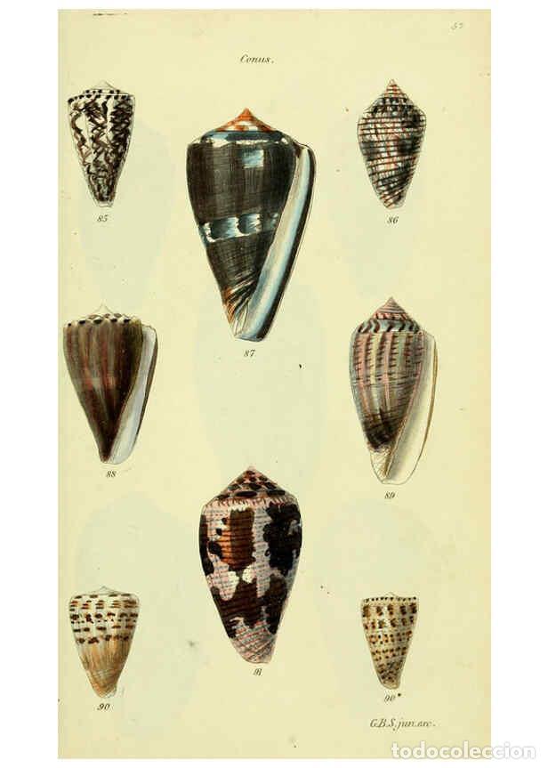 Colecionismo de Revistas e Jornais: Reproducci&oacute;n/Reproduction 5978545034: The conchological illustrations or, Coloured figures of all th