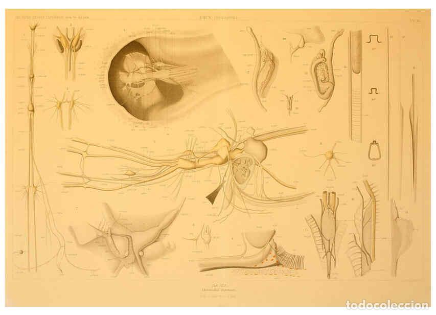 Colecionismo de Revistas e Jornais: Reproducci&oacute;n/Reproduction 6286441926: Die Cephalopoden. Bd. 18, T.1 (Atlas) [Jena],G. Fischer,1910-1